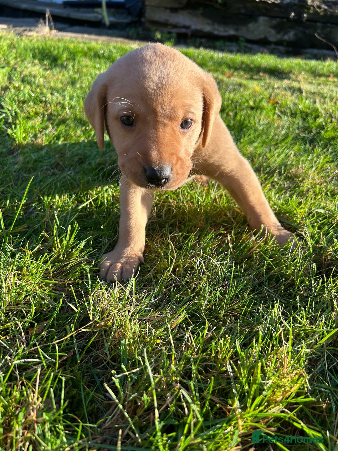 Labrador Retriever dogs for sale: Fox Red Labrador Puppies for Sale - Advert 18
