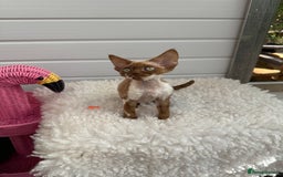 Devon Rex cats for sale: Female Devon Rex cinnamon and white  - Image 3