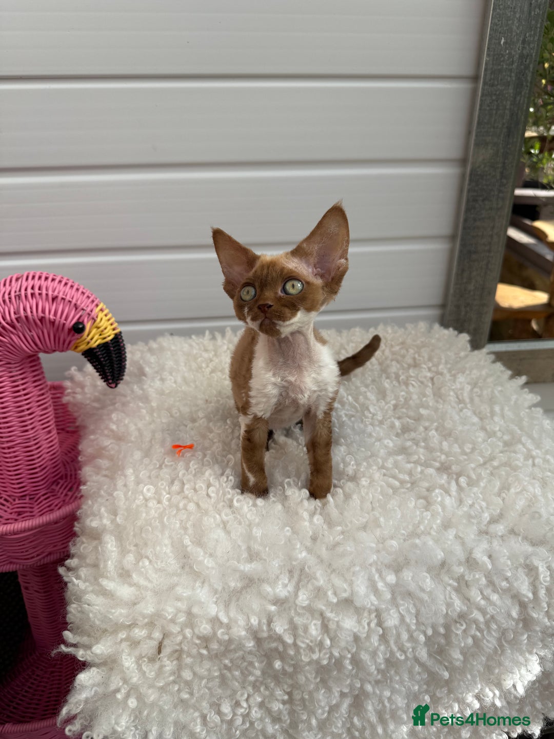 Devon Rex cats for sale: Female Devon Rex cinnamon and white  - Image 3