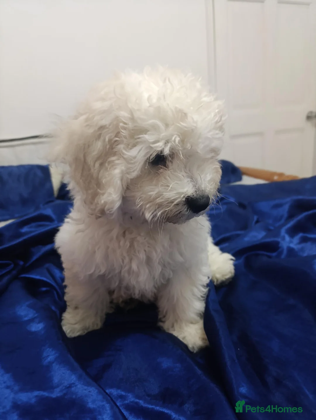 Bichon Frise dogs for sale: Bishon frise - Advert 2