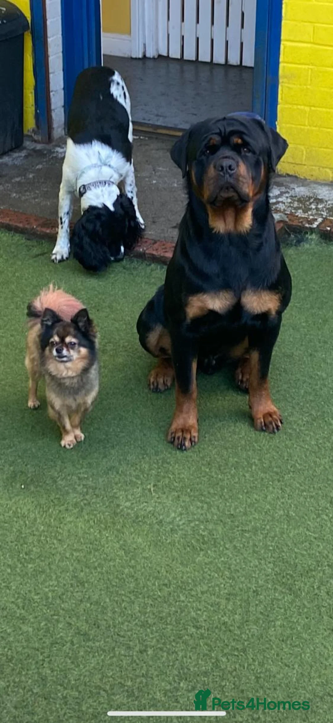Rottweiler dogs for stud: CH Kayshillblue Zeus of Lorayla JW  in Motherwell - Advert 13
