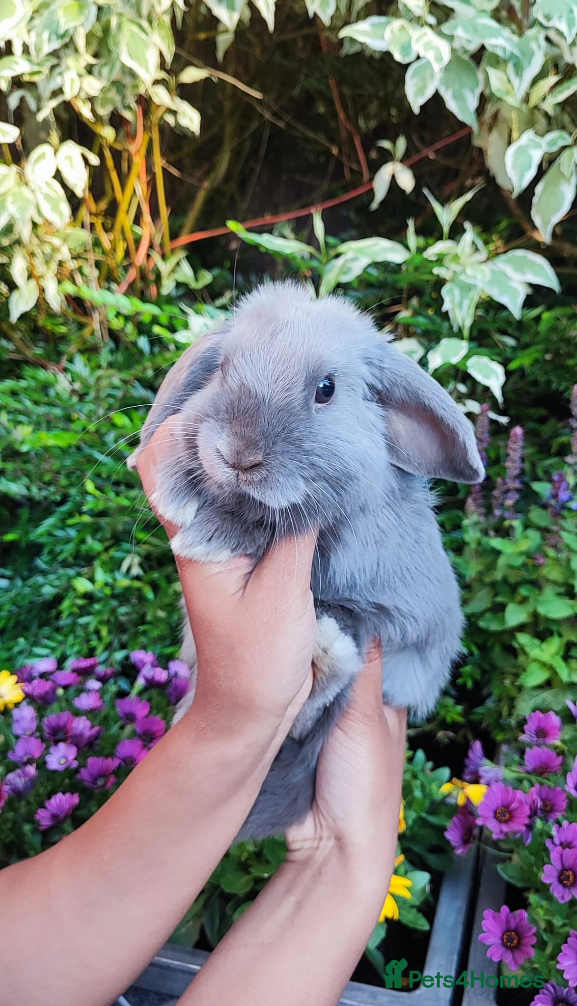 Mini Lop rabbits Mini lop  - Advert 1