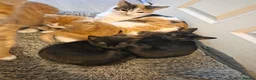Mixed Breed cats for sale: 13 weeks mixes litter kittens  - Advert 2