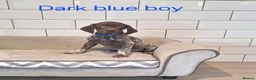 German Shorthaired Pointer dogs for sale: 🤎🤍 KC reg German Shorthaired Pointers 🤍🤎 - Advert 23