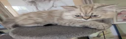 Persian cats for sale: Stunning Persian Boys - Advert 5