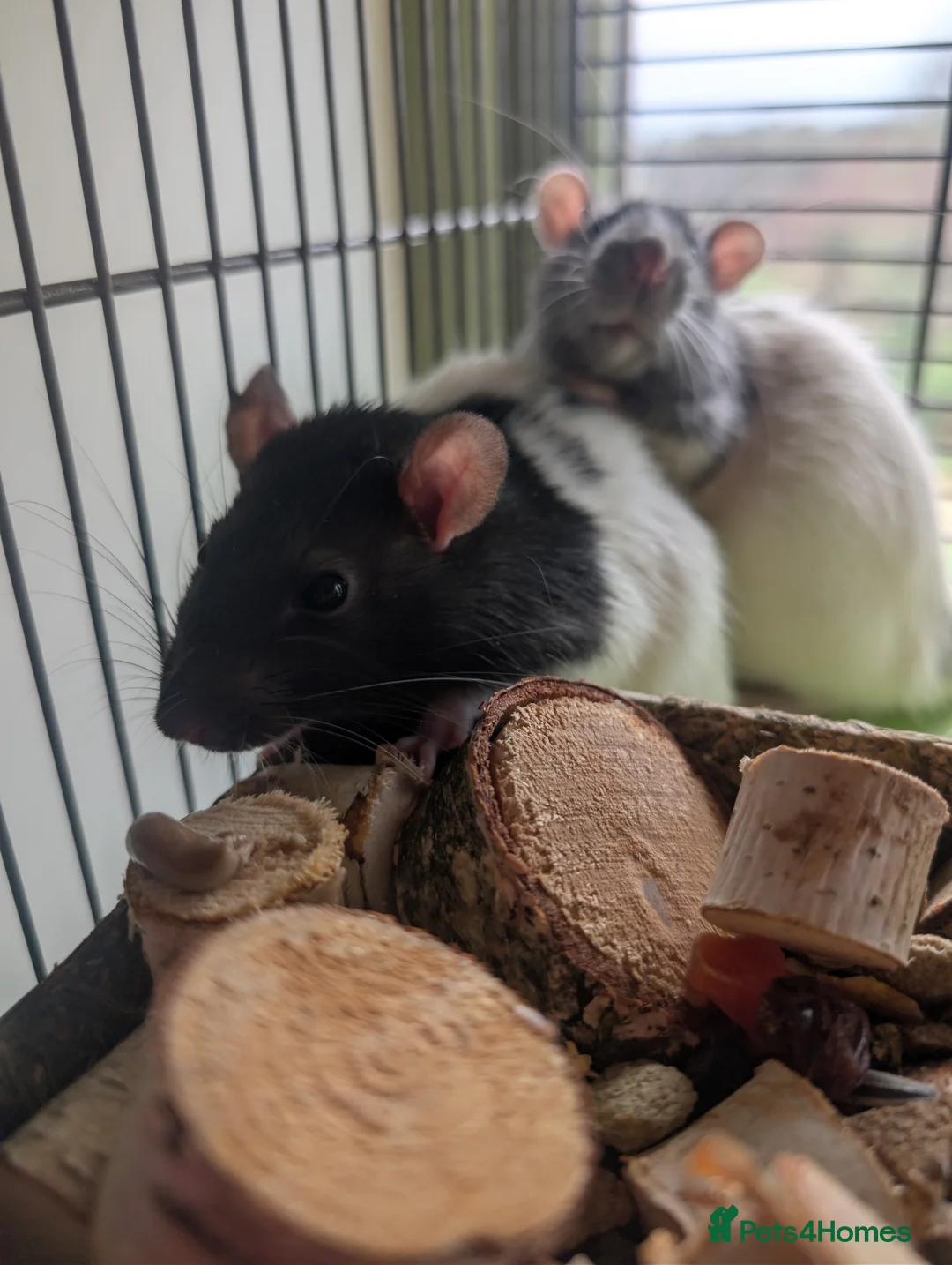 Rat rodents for sale: Mischief looking for a new home  - Advert 1
