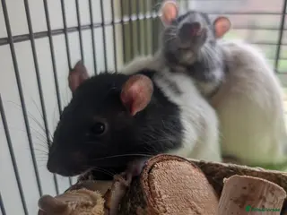 Rat rodents Mischief looking for a new home - Advert 1