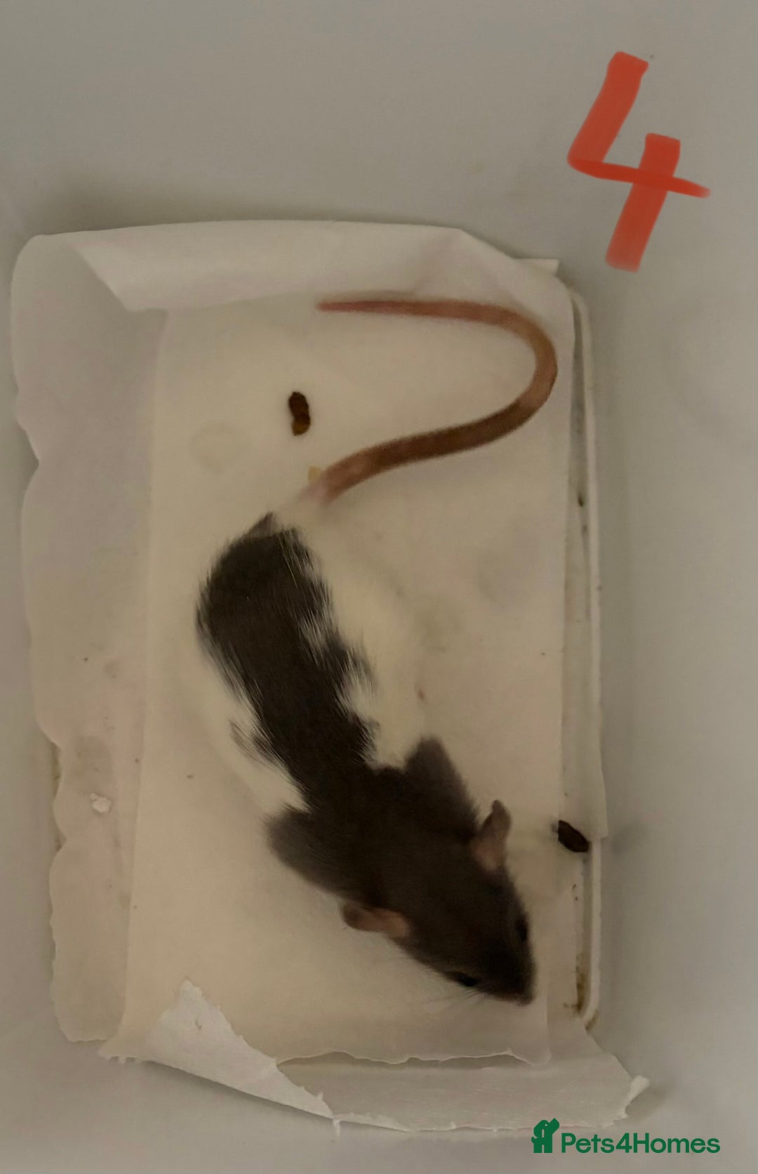 Rat rodents for sale: Mixed baby rats  - Image 27