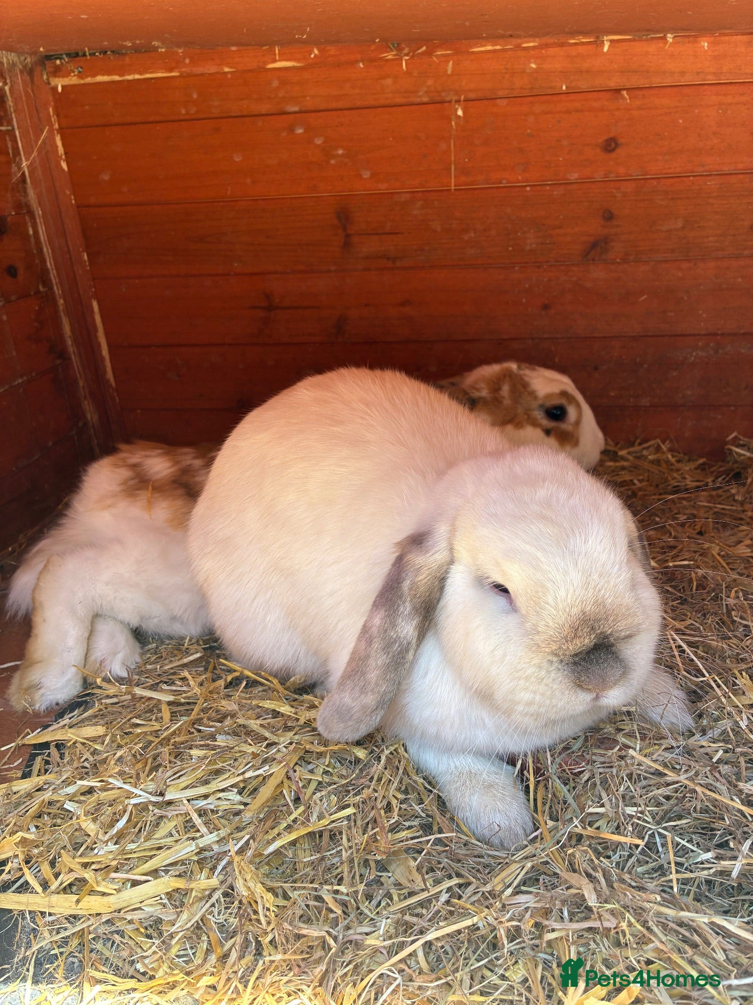 Mini Lop rabbits Mini lop and English spot looking for new home  - Advert 6