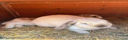 Mini Lop rabbits for sale: Mini lop and English spot looking for new home  - Advert 1