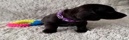 Miniature Dachshund dogs for sale: Rare Solid Colour PRA Clear KC Mini Dachshund Pups - Advert 14