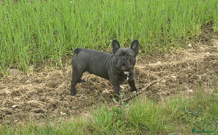 French Bulldog dogs - Advert 8