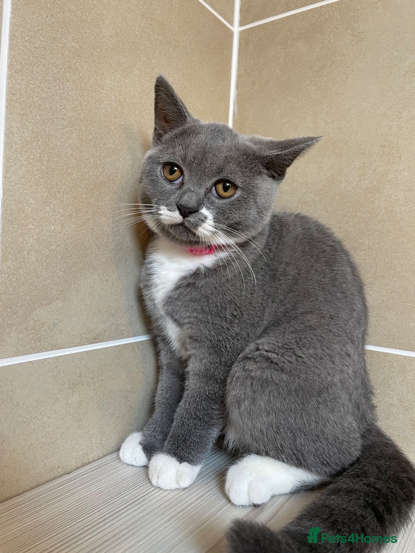 British Shorthair cats Champion Line British shorthair with Scottish fold - Advert 1