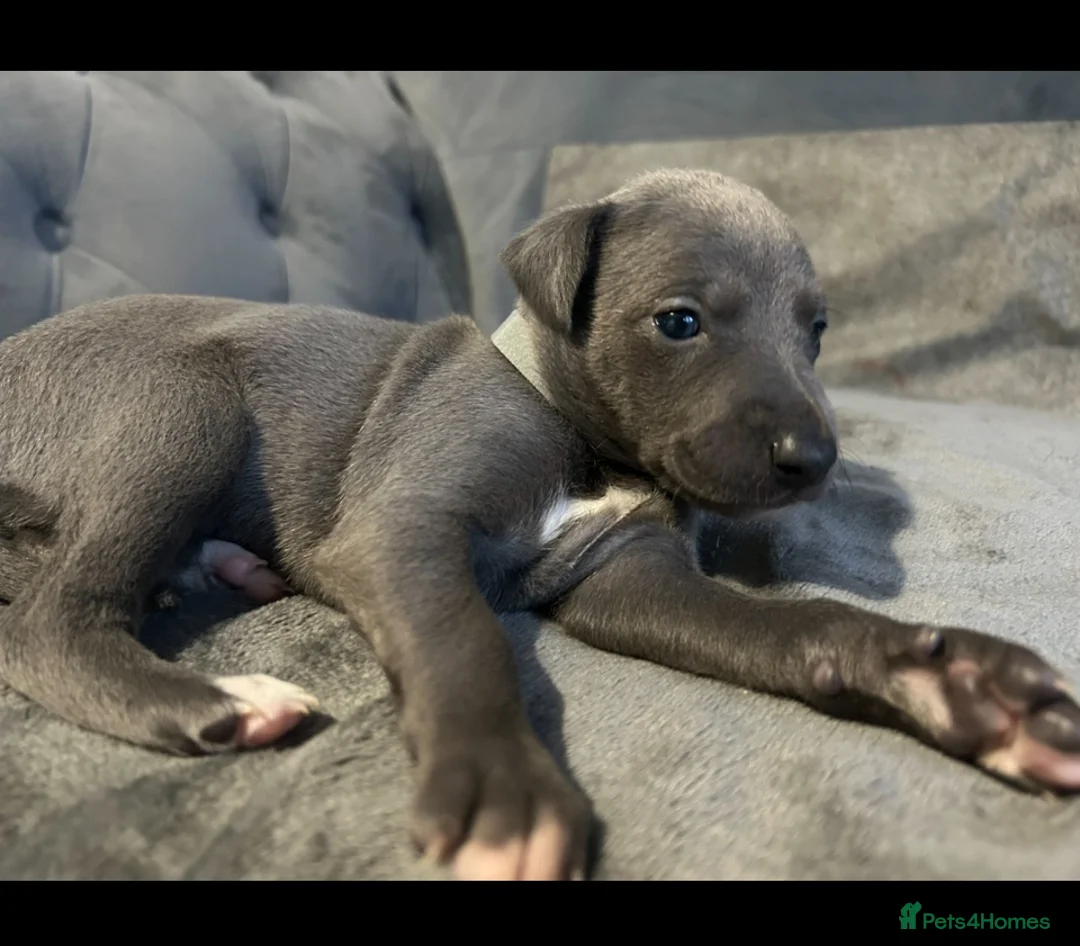 Whippet dogs for sale: Kennel club blue whippet puppies  - Advert 2