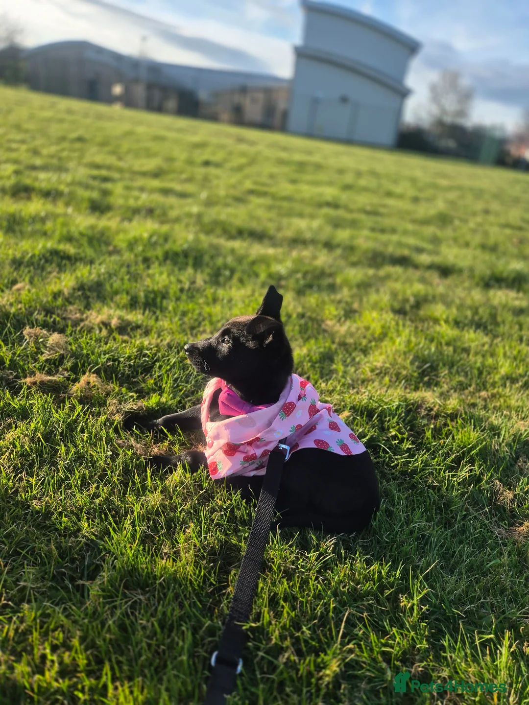 Belgian Shepherd Dog dogs for sale: Belgian malinois girl in Mansfield - Advert 5