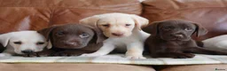 Labrador Retriever dogs for sale: Stunning Health Tested Labrador Puppies - Advert 5
