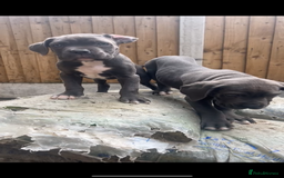 Cane Corso dogs for sale: Cane Corso Puppy 8 - Cerberus champion bloodline cane corso - Image 1