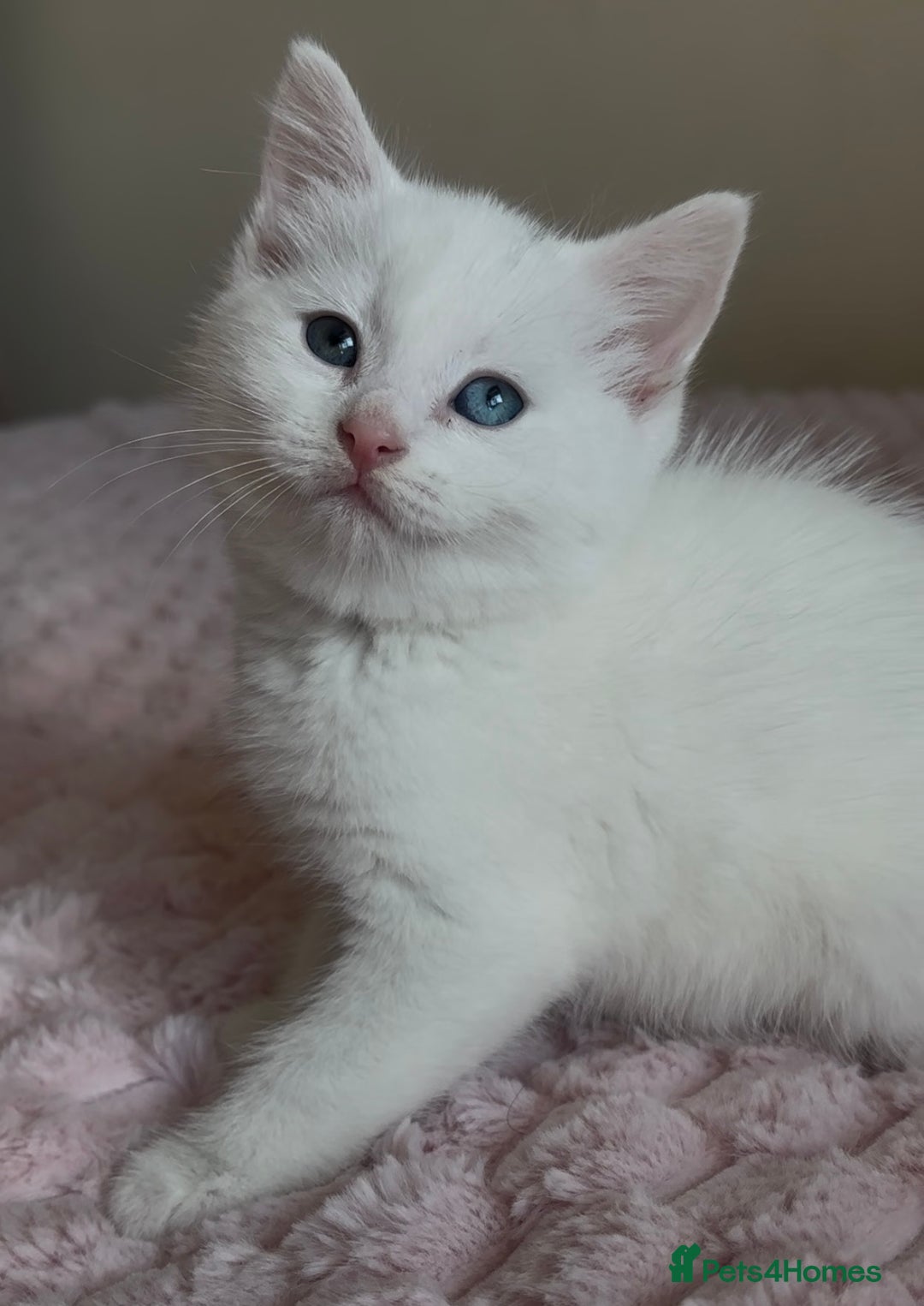 Ragdoll cats for sale: Beautiful White Kitten  - Image 7