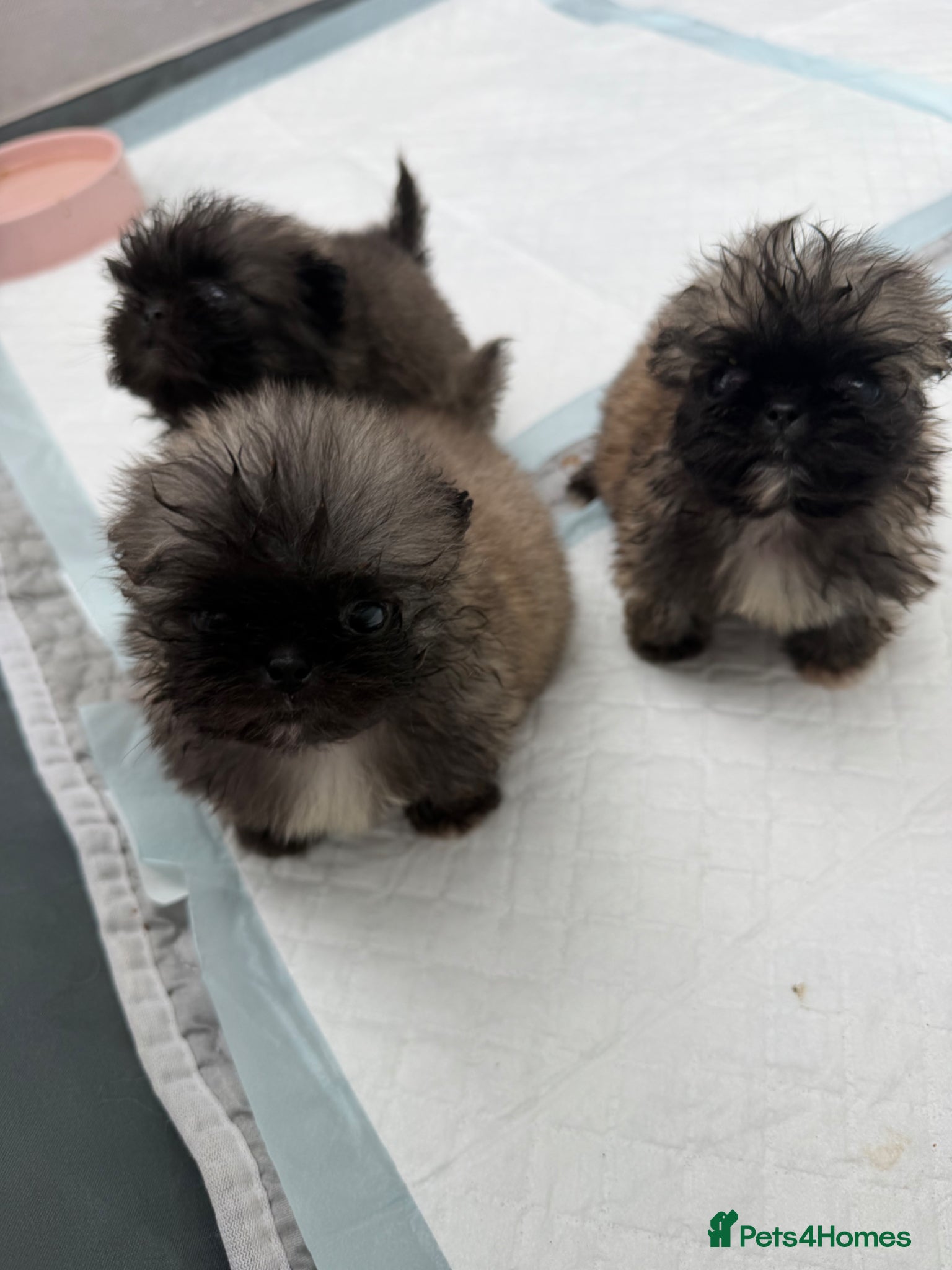 Pekingese dogs Kc sable Blk mask Pekingnese Russian lines - Advert 1