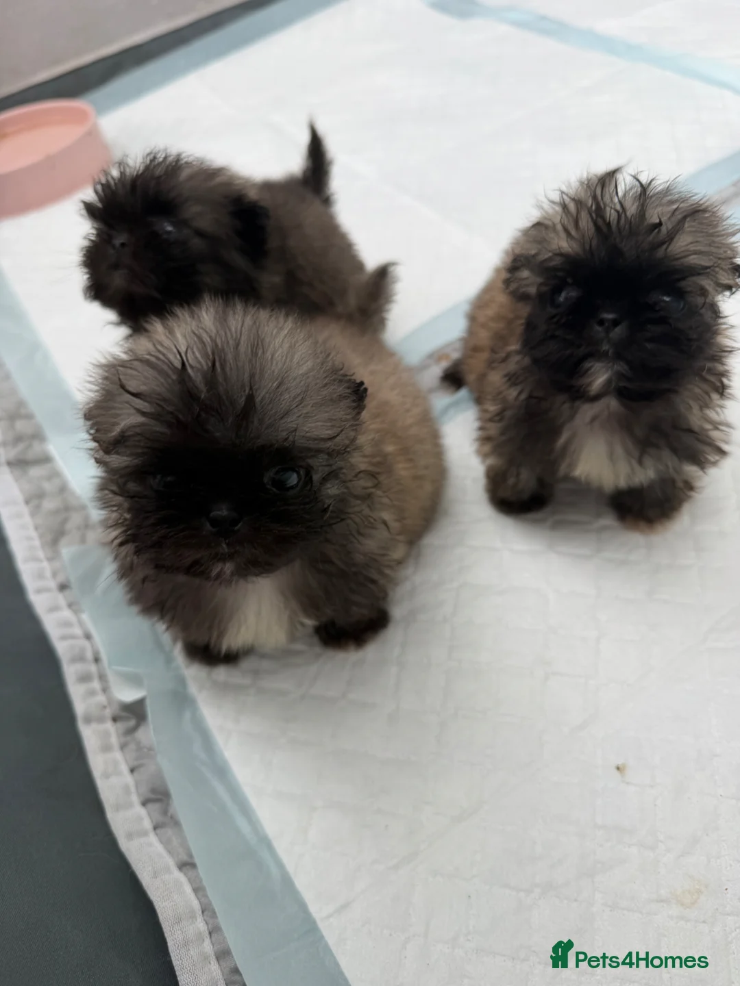 Pekingese dogs for sale: Kc sable Blk mask Pekingnese Russian lines - Advert 1