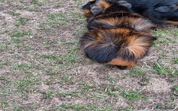 Guinea Pig rodents for sale: Male Guinea Pig - Image 4