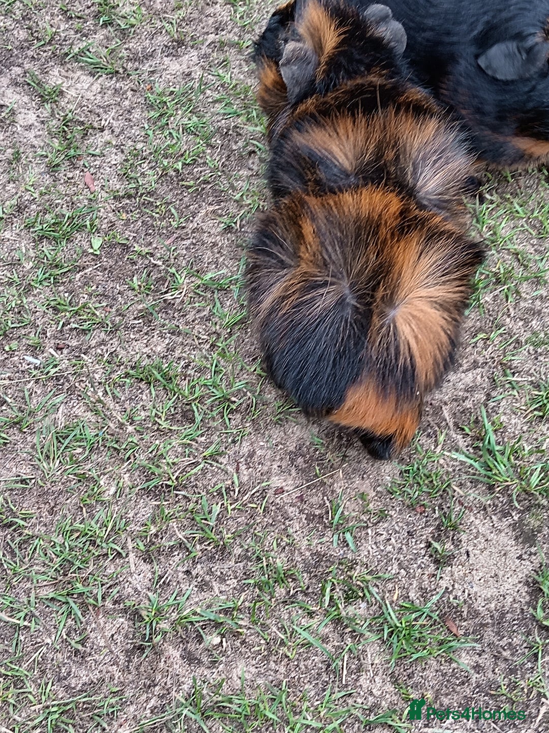 Guinea Pig rodents for sale: Male Guinea Pig - Image 4