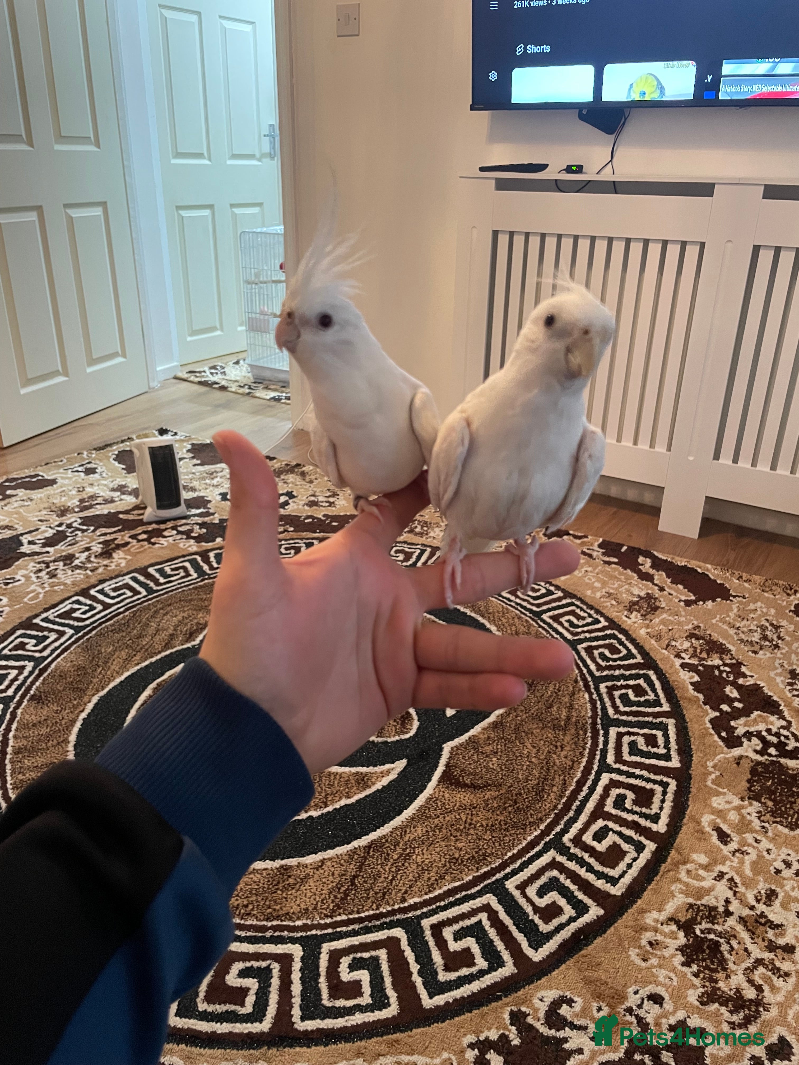 Cockatiels birds Male and female tame white cocktails for sell  - Advert 1