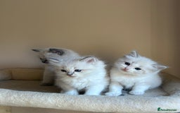 Ragdoll cats for sale: 5 beautiful GCCF Ragdoll kittens - Image 7