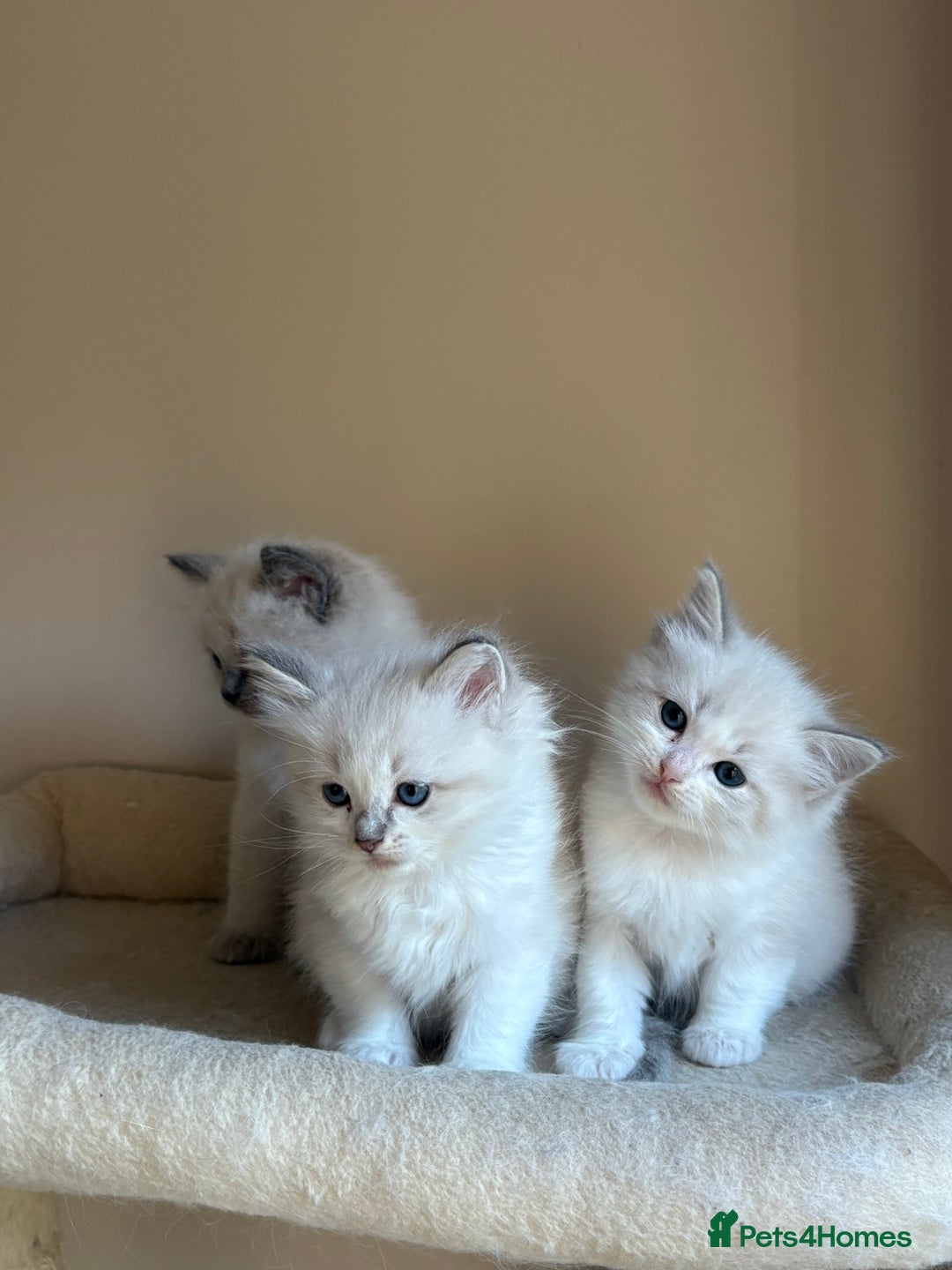 Ragdoll cats for sale: 5 beautiful GCCF Ragdoll kittens - Image 7