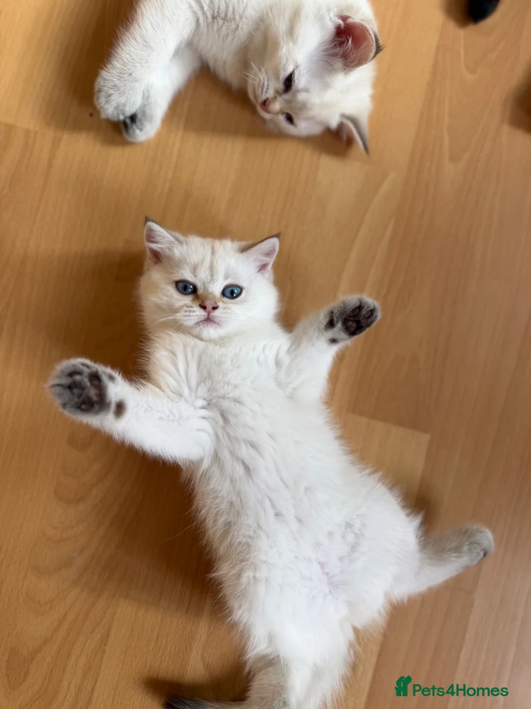 British Shorthair cats for sale: Full healthy vaccinated ready for a new home!!!! - Advert 1