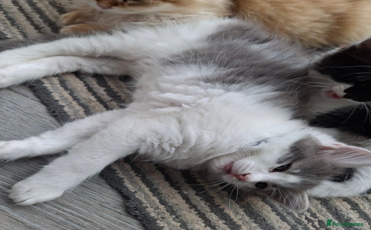 RagaMuffin cats - Advert 3