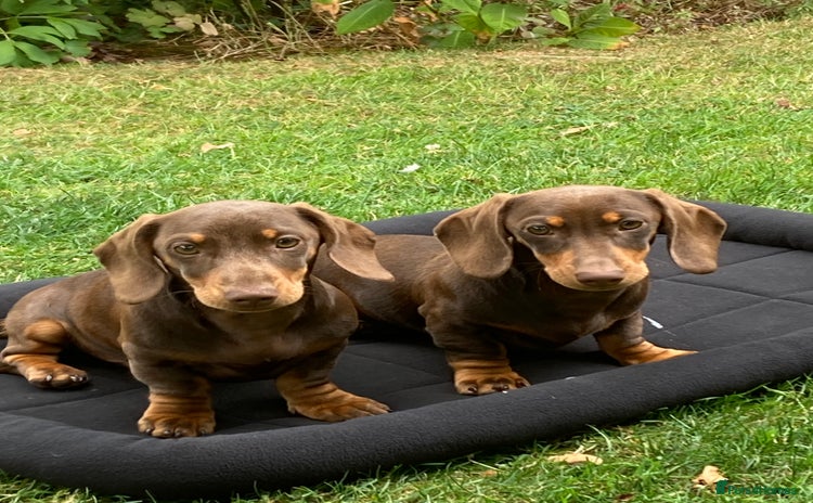 Miniature Dachshund dogs - Advert 8