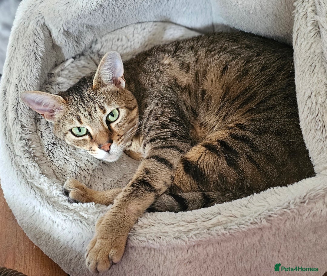 Savannah cats for sale: Beautiful Savannah F4 registered  - Image 13