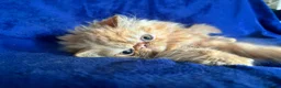 Persian cats for stud: GCCF brother's for stud!!  - Advert 15