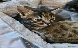 Savannah cats for sale: Beautiful Savannah cross kittens for sale - Advert 7