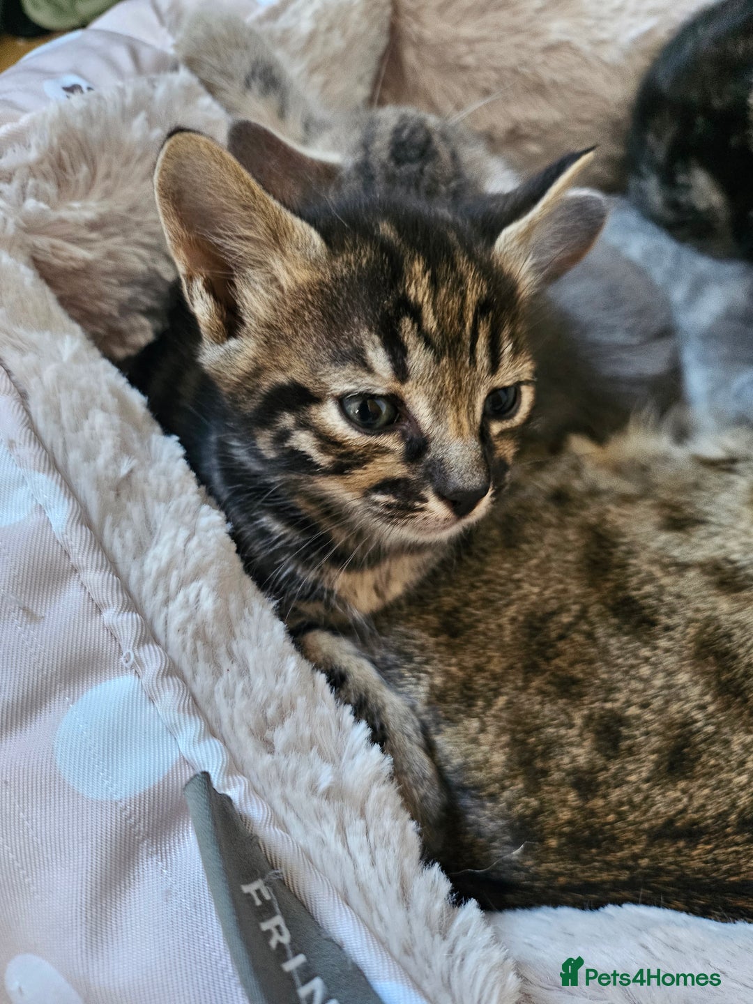 Savannah cats for sale: Beautiful Savannah cross kittens for sale - Advert 7