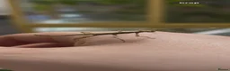 Stick Insects invertebrates for sale: Sunny stick insects - Advert 3