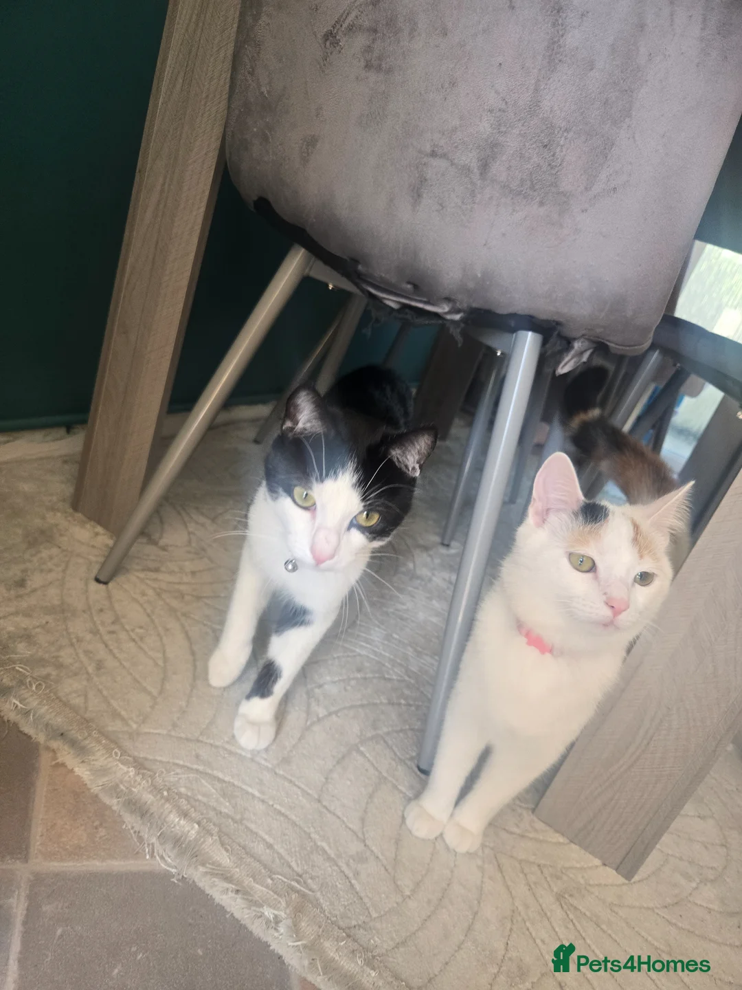 Mixed Breed cats for sale: Domino black Tiger lily white. 1 yr old cats - Advert 4