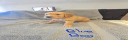 Golden Retriever dogs for sale: Puppies  - Advert 9