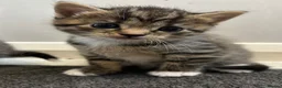 Mixed Breed cats for sale: Beautiful family kittens  - Advert 13