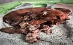 Miniature Dachshund dogs for sale: Miniature Daschunds  - Image 3