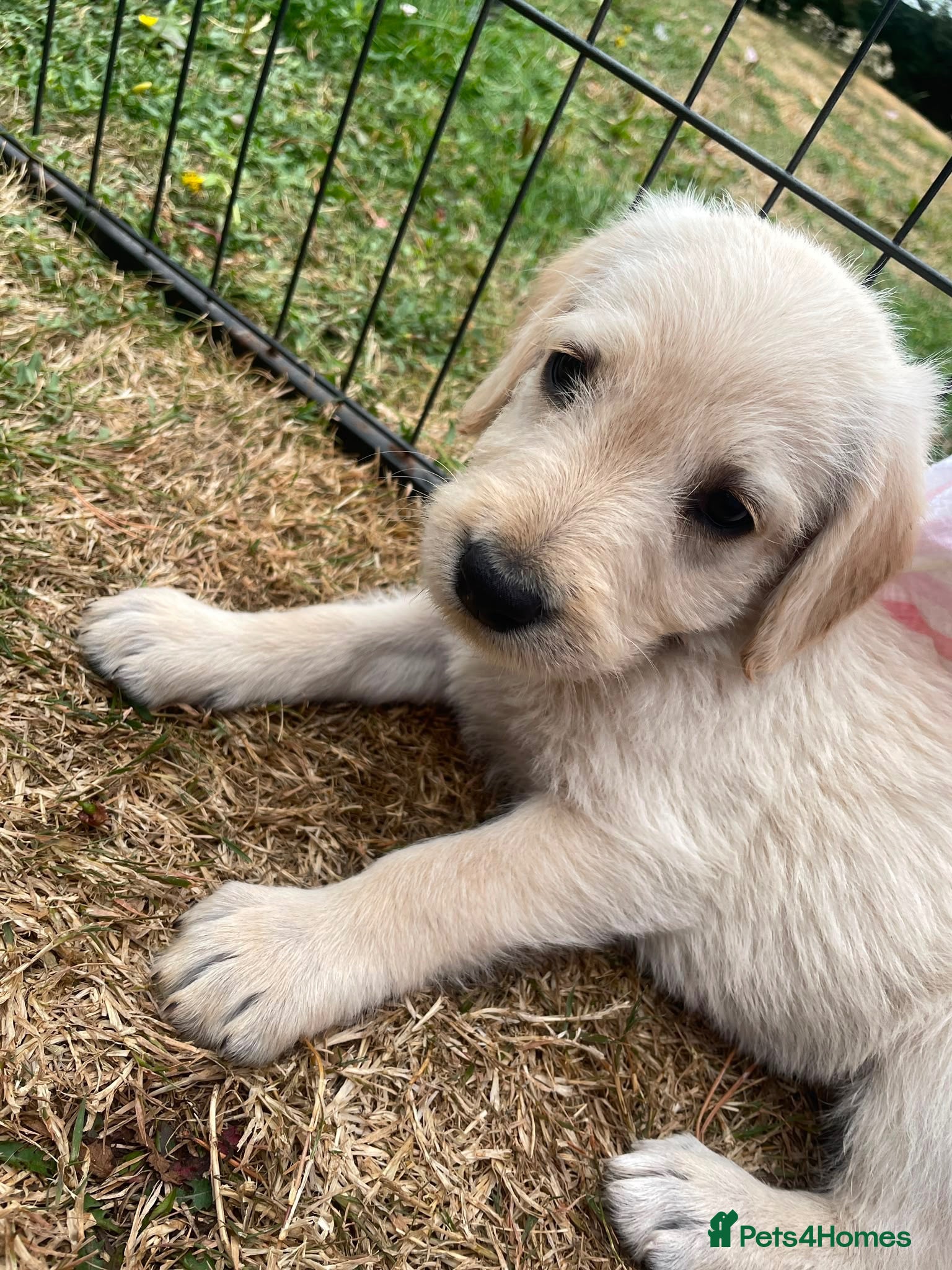Labradoodle dogs Gorgeous F1b labradoodle puppies for sale - Advert 2