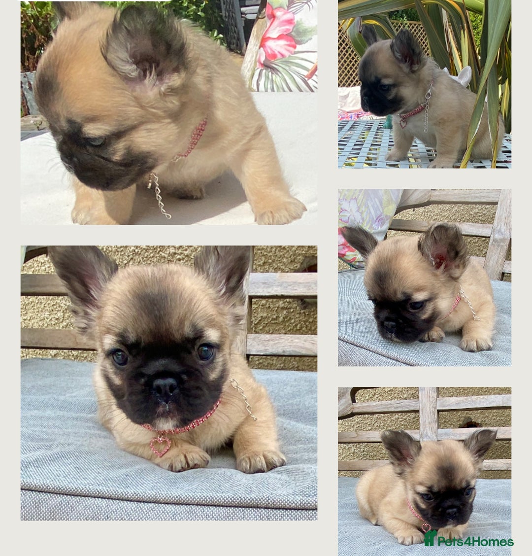 French Bulldog dogs for sale: DNA Health tested 5 🌟 KC fluffy French bulldogs - Image 14