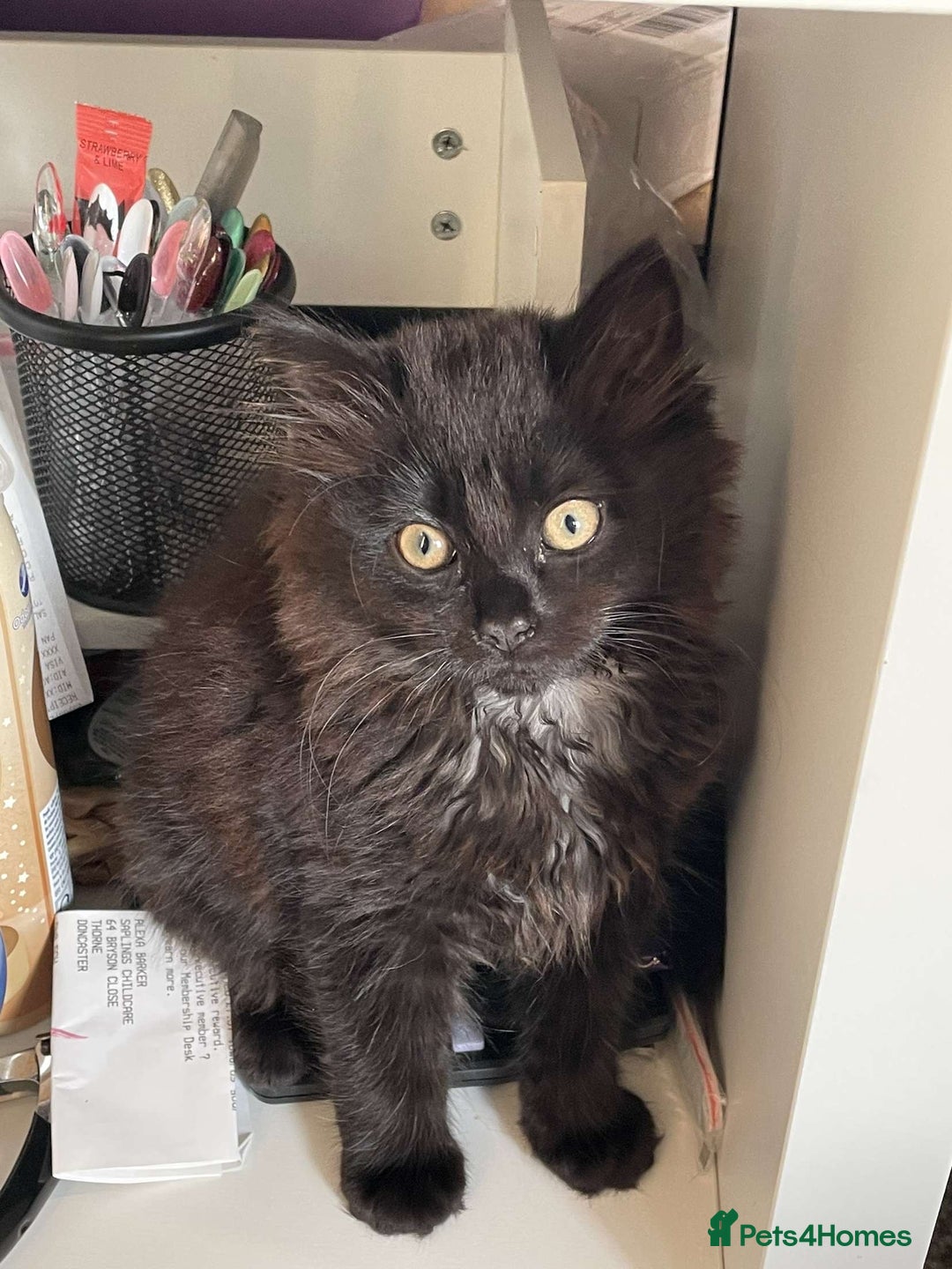 British Longhair cats for sale: 3 gorgeous girls  - Image 1