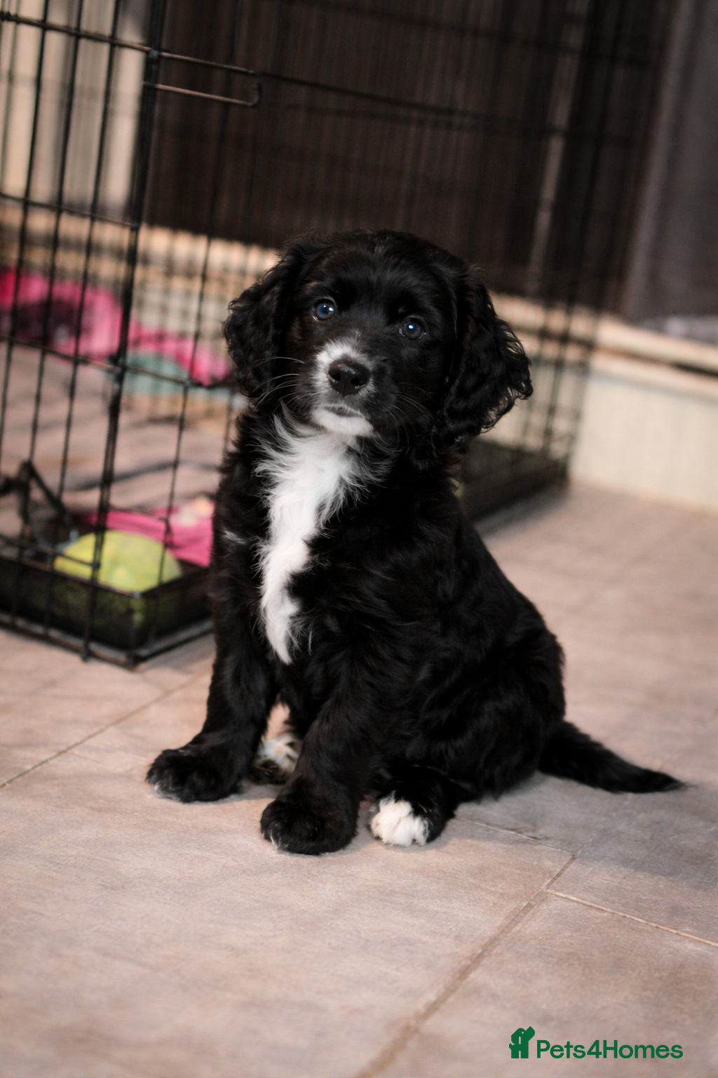 Cockapoo dogs Cockapoo pups - Advert 10