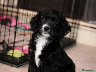 Cockapoo dogs Cockapoo pups - Advert 18