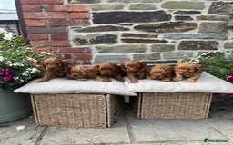 Cockapoo dogs for sale: Beautiful Toy F1 Cockapoo Puppies for sale - Image 3
