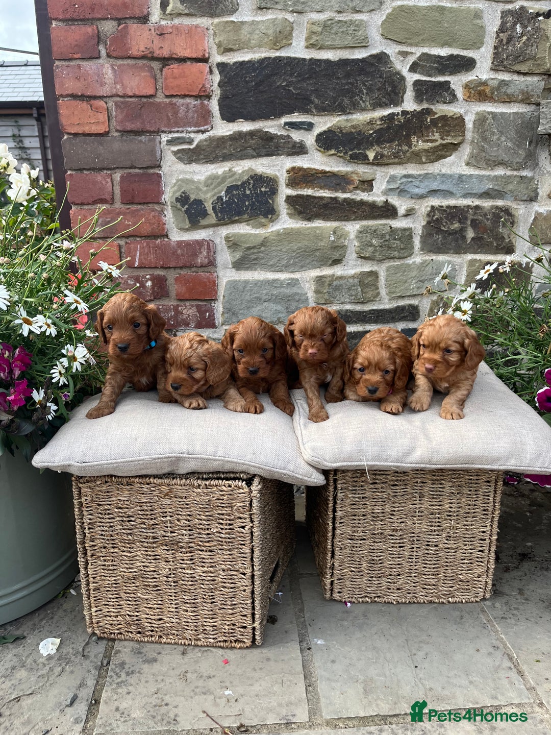 Cockapoo dogs for sale: Beautiful Toy F1 Cockapoo Puppies for sale - Image 3