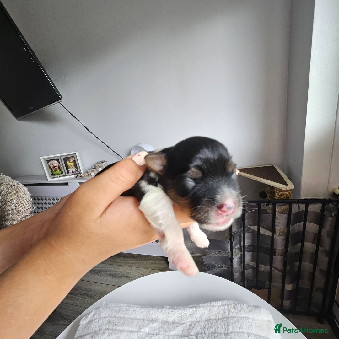 Yorkshire Terrier dogs for sale: 5 szczeniąt York terrier (Biewer) - Image 15