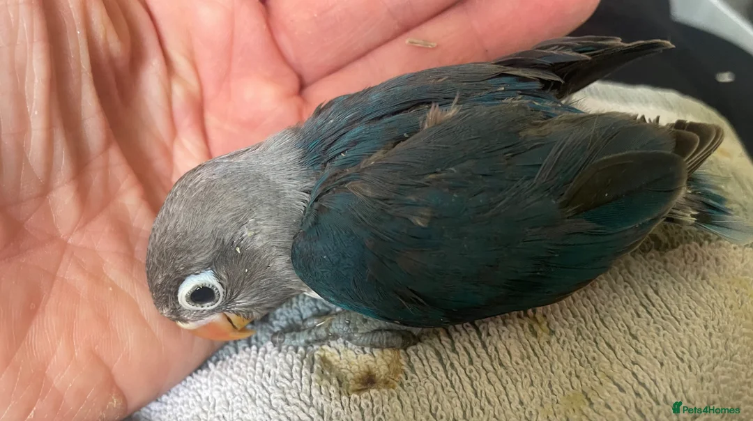 Lovebirds birds for sale: Hand reared baby lovebirds - Advert 13